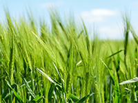 转让大沙田87亩土地，国有用地，可办房产证